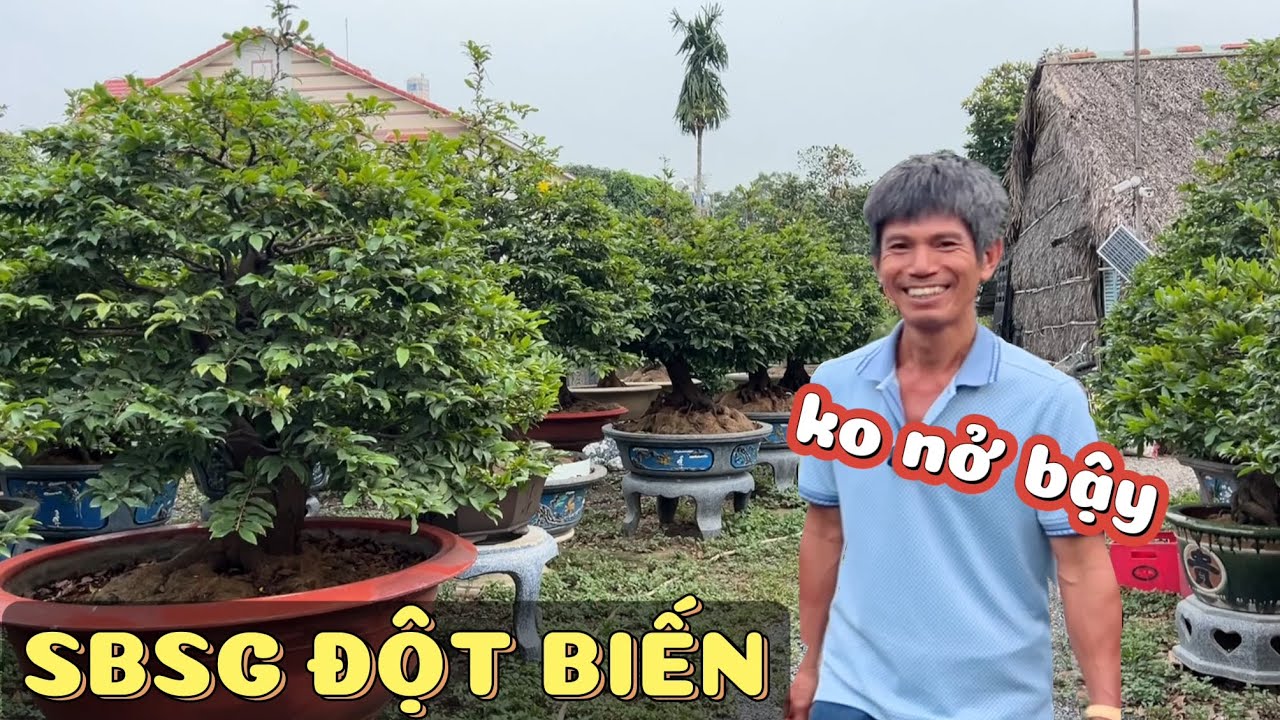 Tình hình nút nụ vườn mai Sáu Hoàng 27/10 AL khẳng định giống SBSG đột biến k nở bậy TÂM ĐẮC 3 GIỐNG