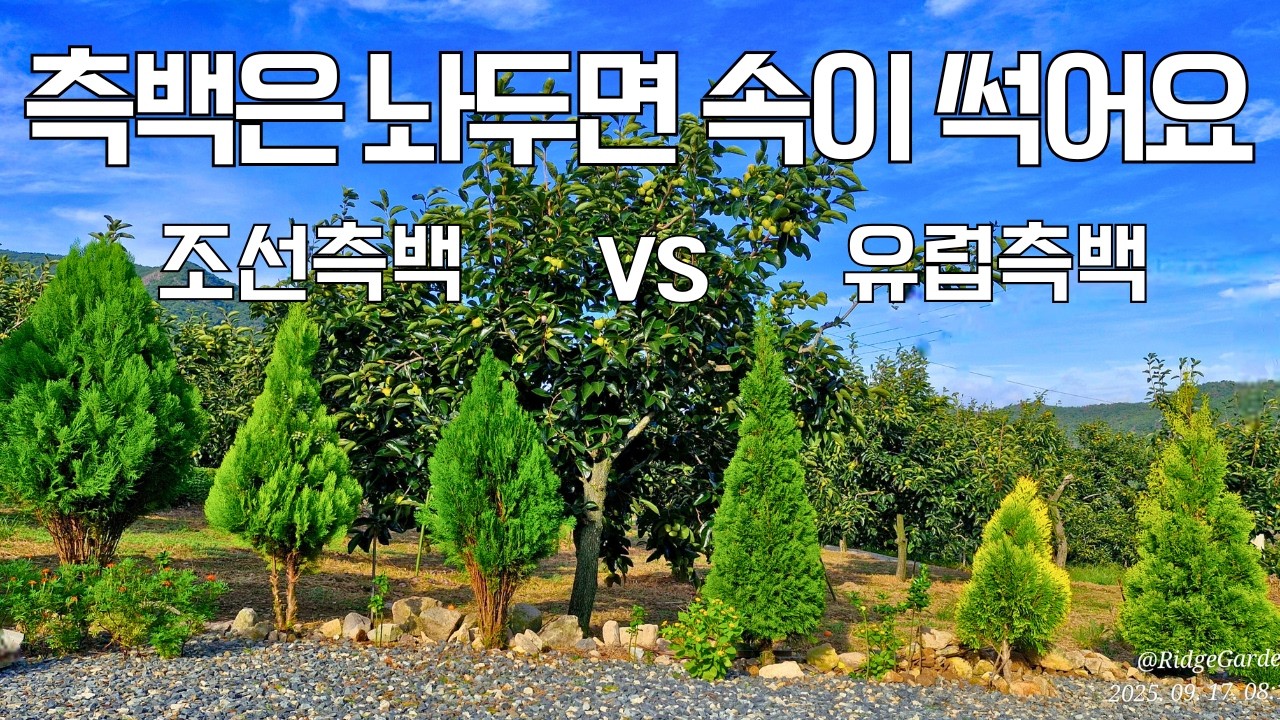 측백나무 속 털고 전지하기 | 유럽측백 포레버골디 이식
