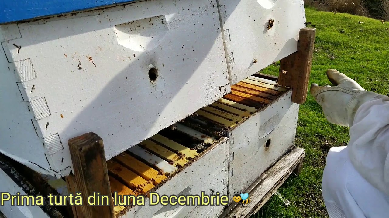 Prima turtă din luna Decembrie 🐝