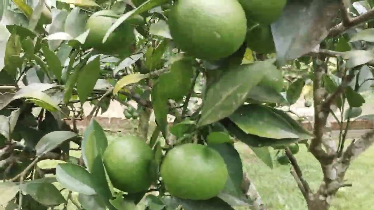 Produza frutos bom