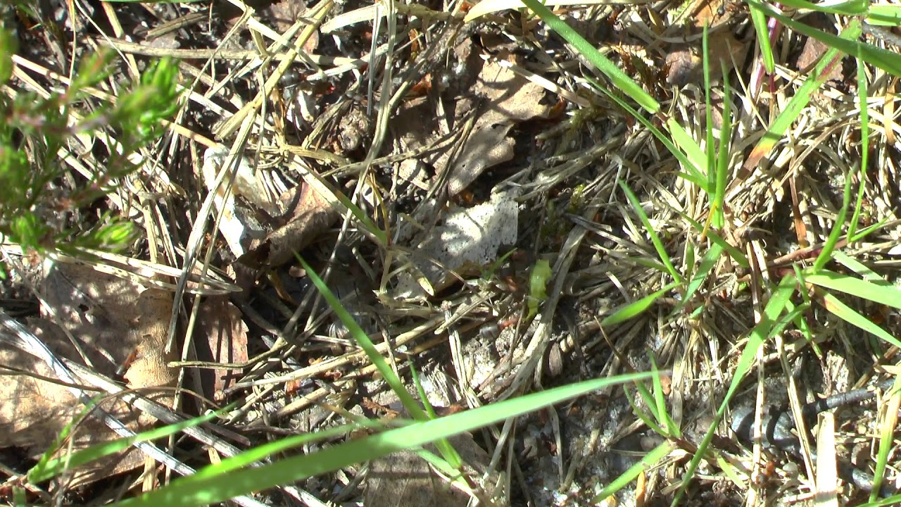 Wood ants with caterpillar