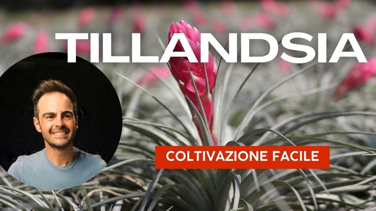 la pianta dell'aria Guida Pratica alla Coltivazione delle Tillandsie in Casa