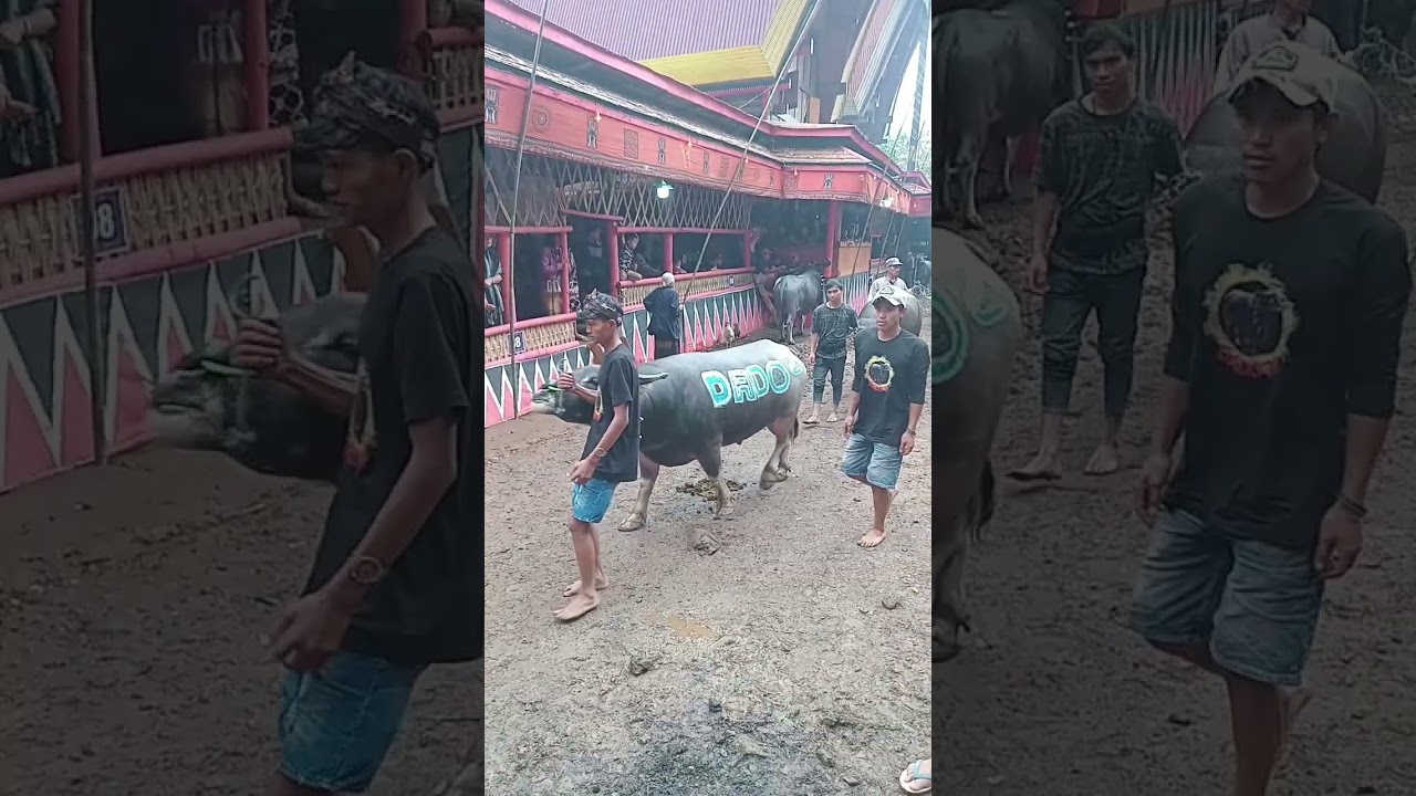 Acara rambu solo ma'rimpun tedong-ma'pasilaga 