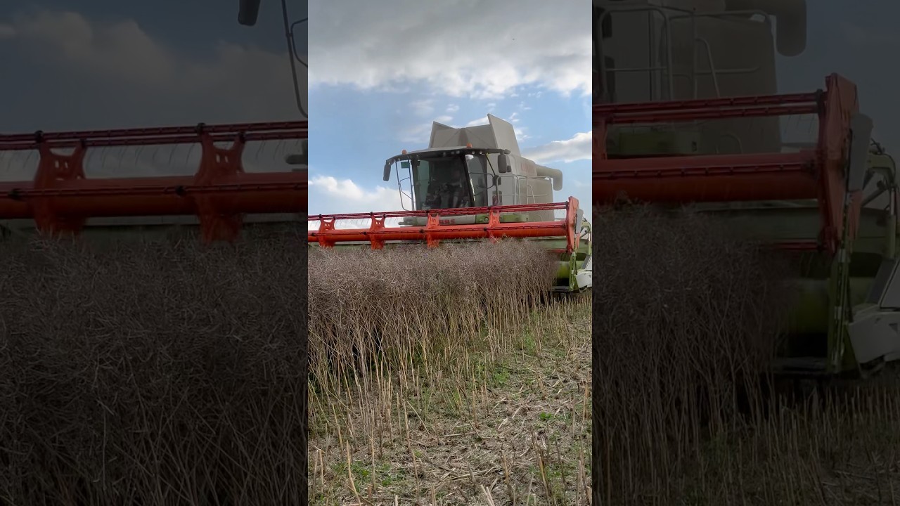 Claas lexion 660 😍😎🫡🙌💪 #johndeere #farming #claas #žně2025