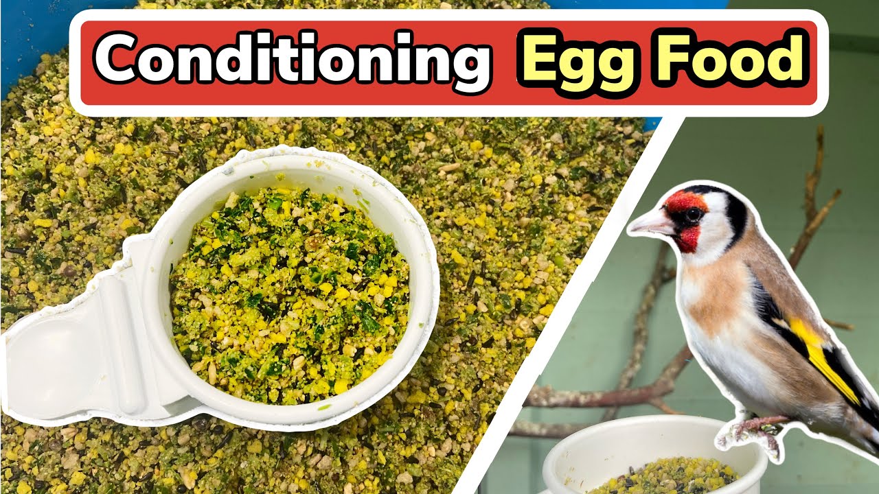 How To Make The PERFECT Conditioning Egg Food For Birds | Canaries & Finches