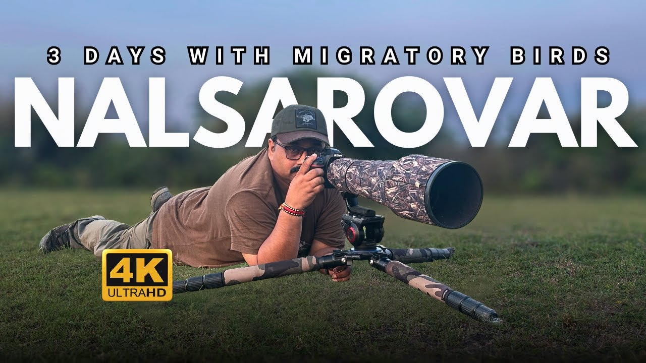 NalSarovar Magic: 3 Days with Migratory Birds | Bird Photography in Gujarat, India