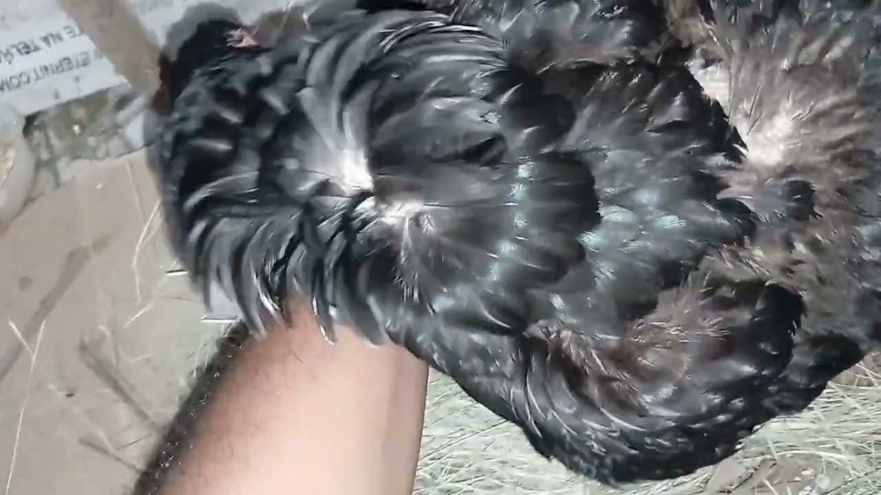 Os Pintinhos Da Preta Nasceu. #animais #galinha  #pintinhos #filhotes #roça #brasil #saopaulo