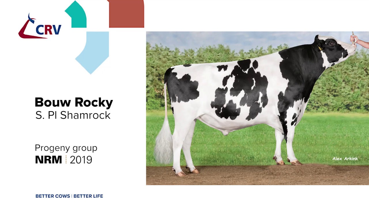 CRV-progeny group Bouw Rocky #NRM2019