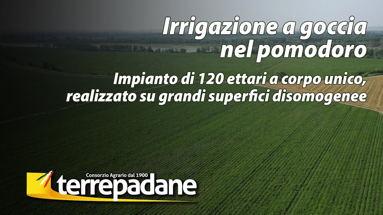 Irrigazione a goccia del pomodoro su grandi superfici disomogenee