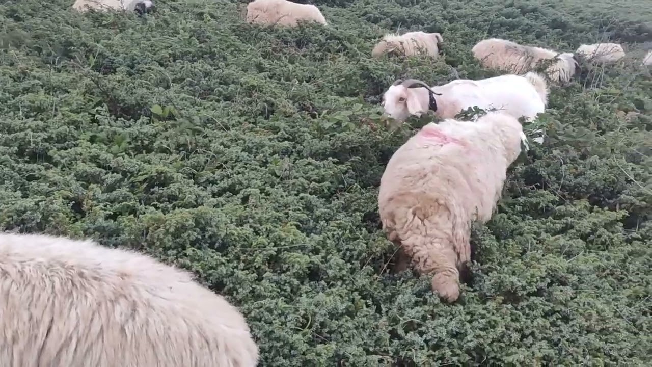 #tokat #erbaa #bogali #yaylası mübarek arpa ekmiş gibi yiyo maşallah