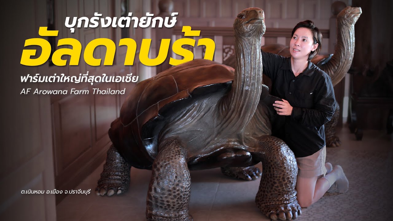 บุกรัง อัลดาบร้า ที่ AF Arowana Farm ฟาร์มเต่ายักษ์ใหญ่สุดในเอเชีย จ.ปราจีนบุรี โทร. 081-649-1100