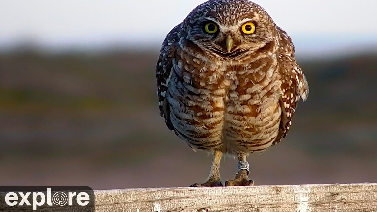LIVE Burrowing Owl Nest Cam - Oregon &ndash; Owl Research Institute | explore.org