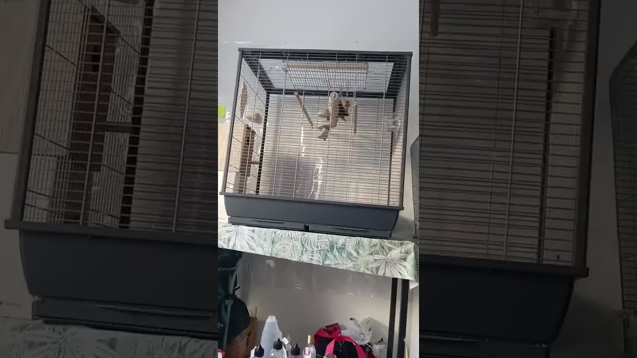 Bonjour p'tite vidéo avec mais oiseaux epp. Malheureusement j'ai perdu un perruche ondulée 