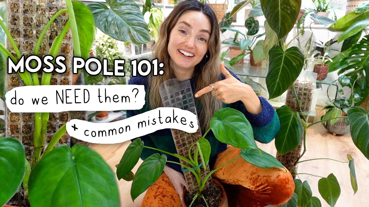 Are Moss Poles REALLY Necessary? 🌿 Moss Pole 101