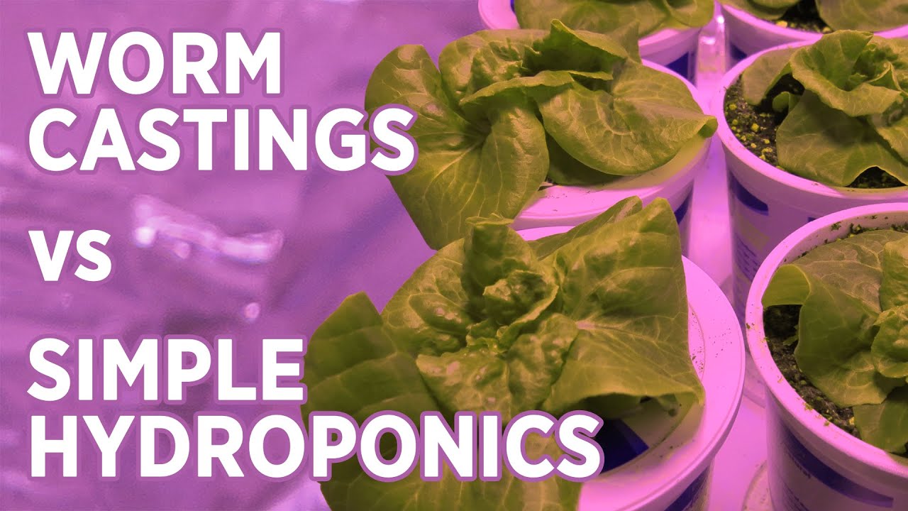 Kratky Hydroponic vs Worm Casting Potting Mix -Overview + Lettuce Test