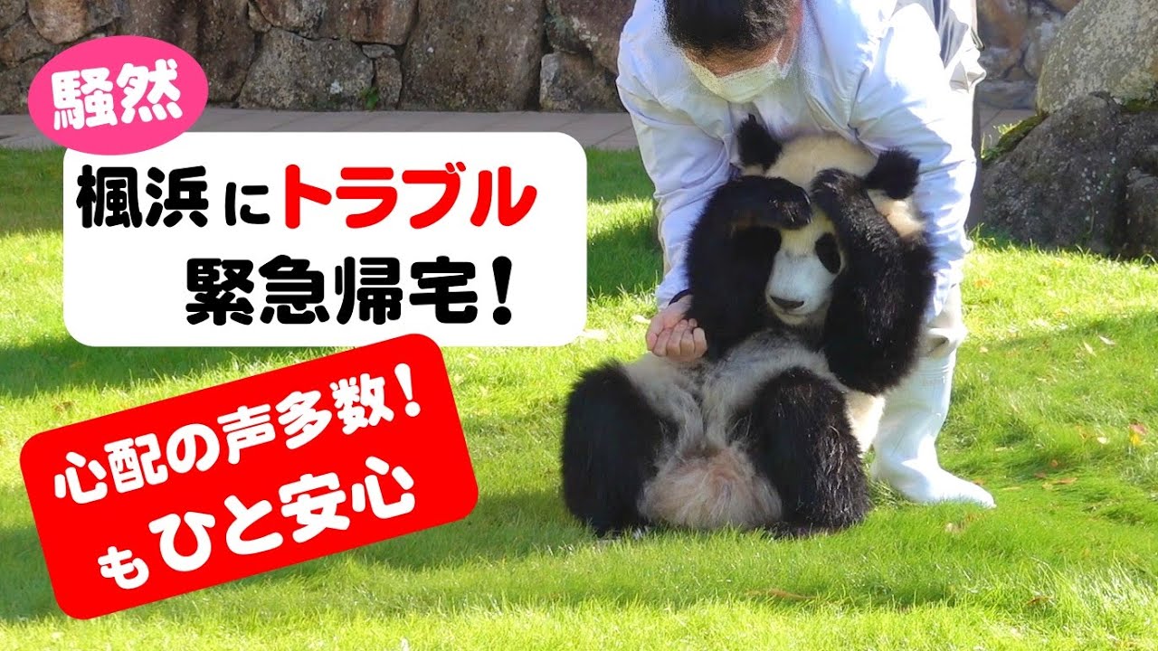 【場内騒然】パンダ楓浜🐼歯に竹はさまり大混乱💦も元気に復活🤣大乱舞🎵