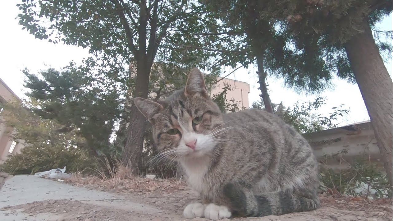 Serving food to 3 cute cats