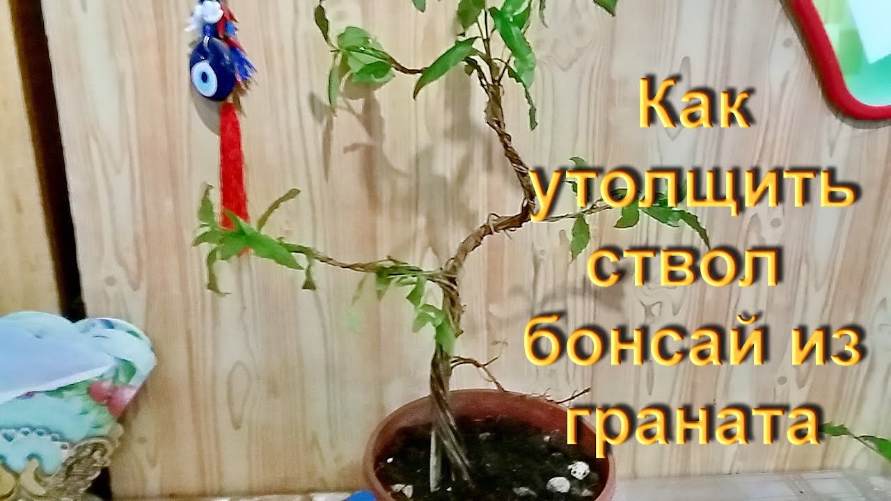 Как быстро сделать толстый ствол у бонсай? How to quickly make a thick bonsai trunk?