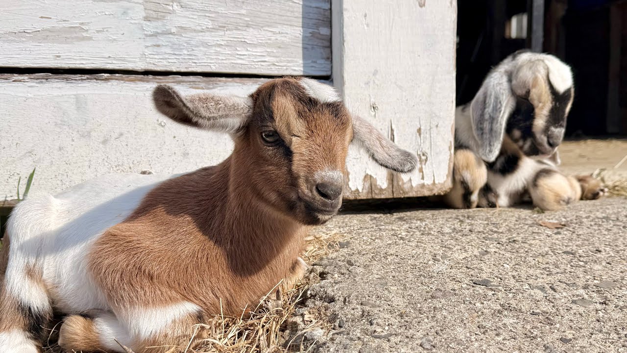 First baby goat hops! 