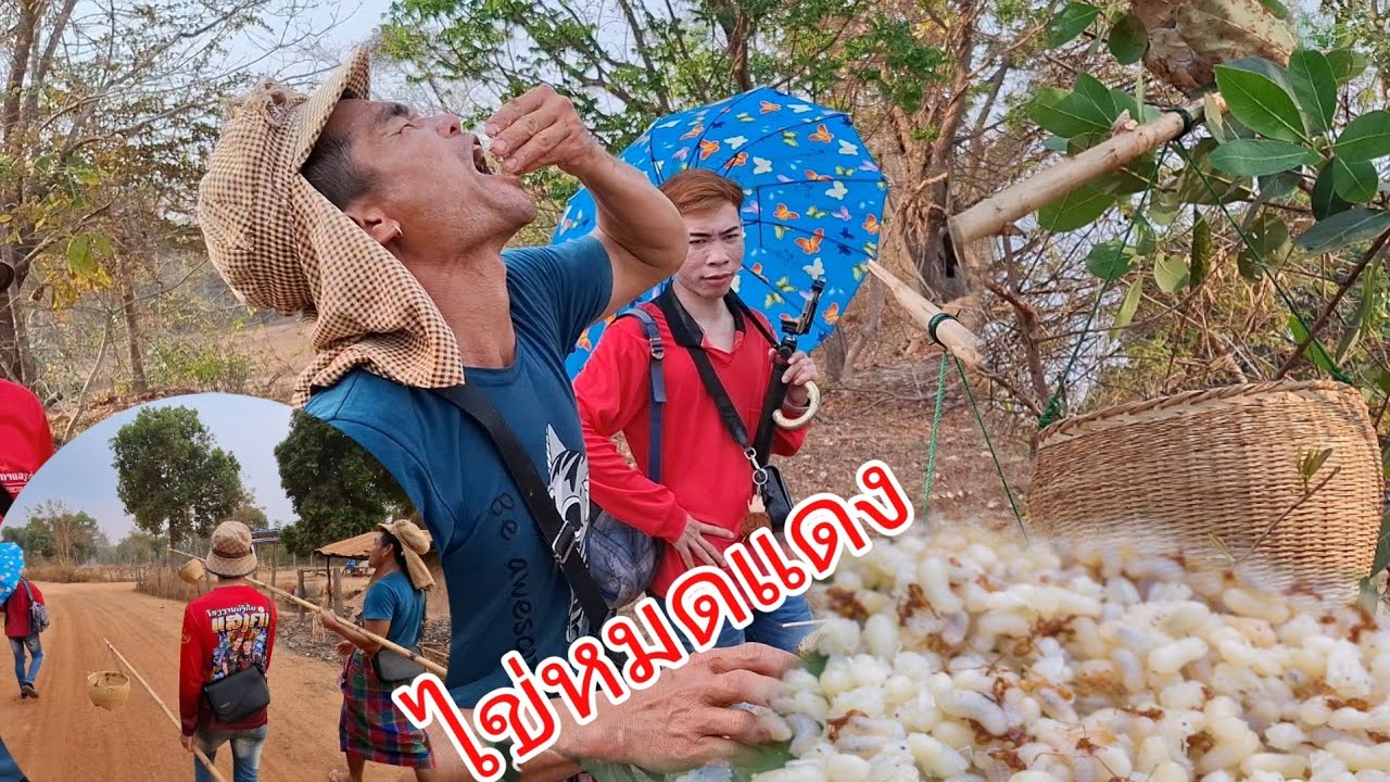 ครั้งแรกของปี แย่ ไข่มดแดงเจ้ตุ้ยๆทำตะกร้าหกหมด.......