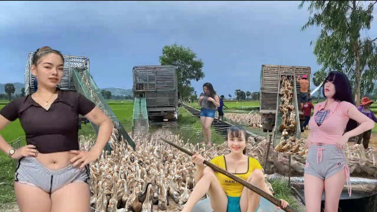 Full video: Truck carrying ducks passes through lush green rice fields | Countryside scene