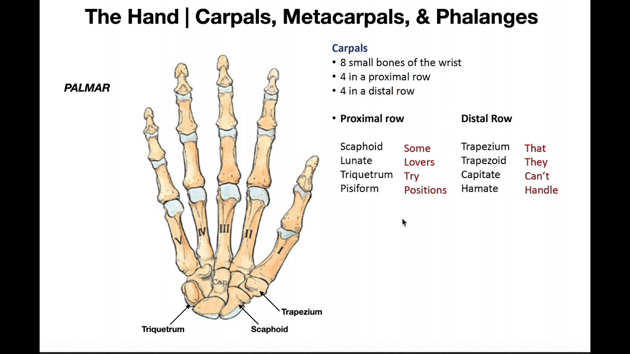 Bones and Joints of the Hand