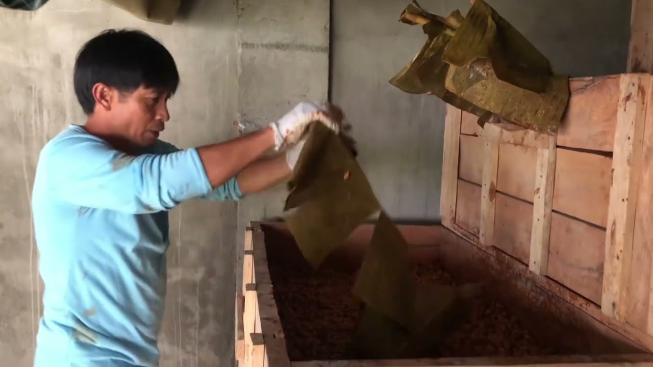 Cacao Bean Fermentation