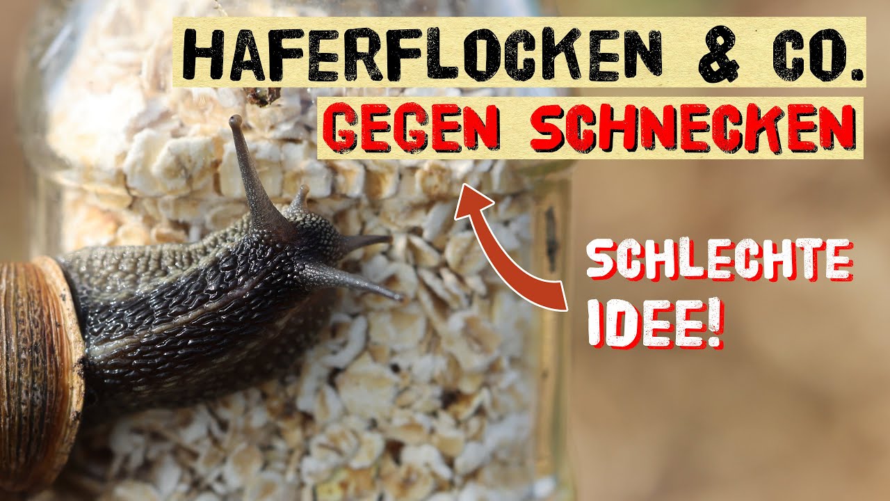 Schneckenplage 2024 - Nicht jeder Tipp hilft gegen Schnecken im Gemüsegarten. Helfen Haferflocken?