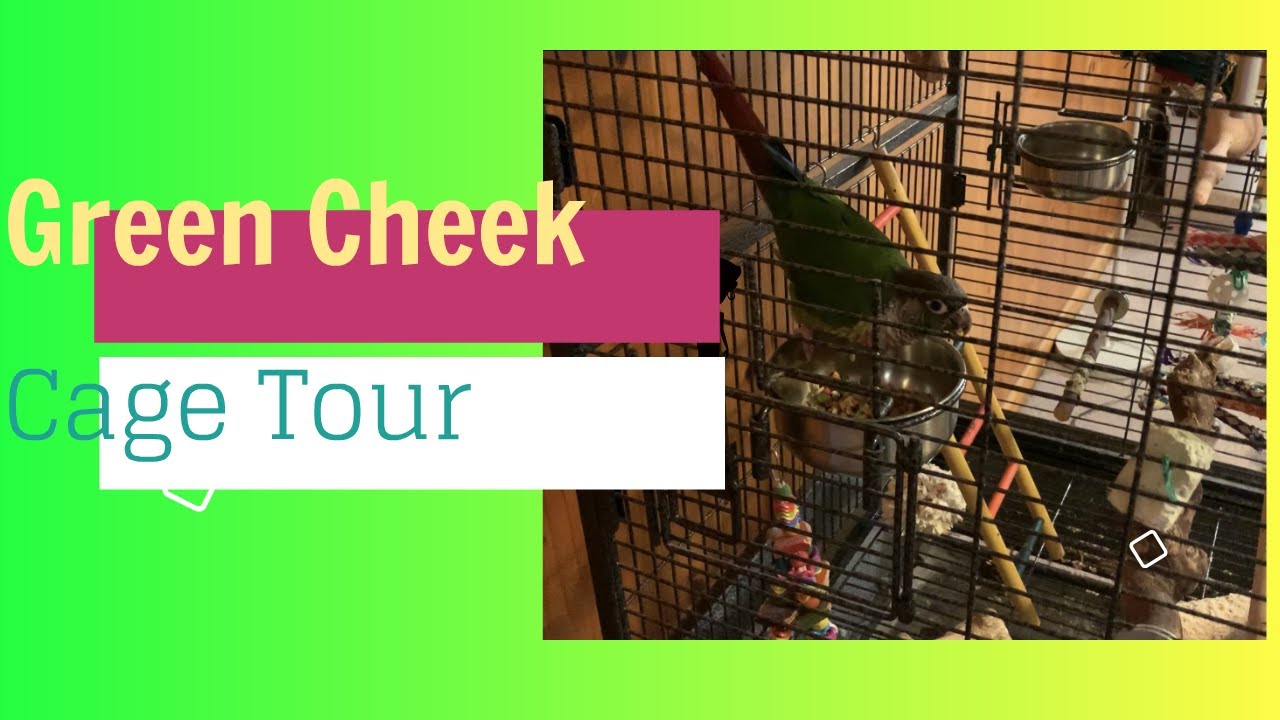 Green Cheek Conure Cage Tour/Parrot Cage set up Ideas