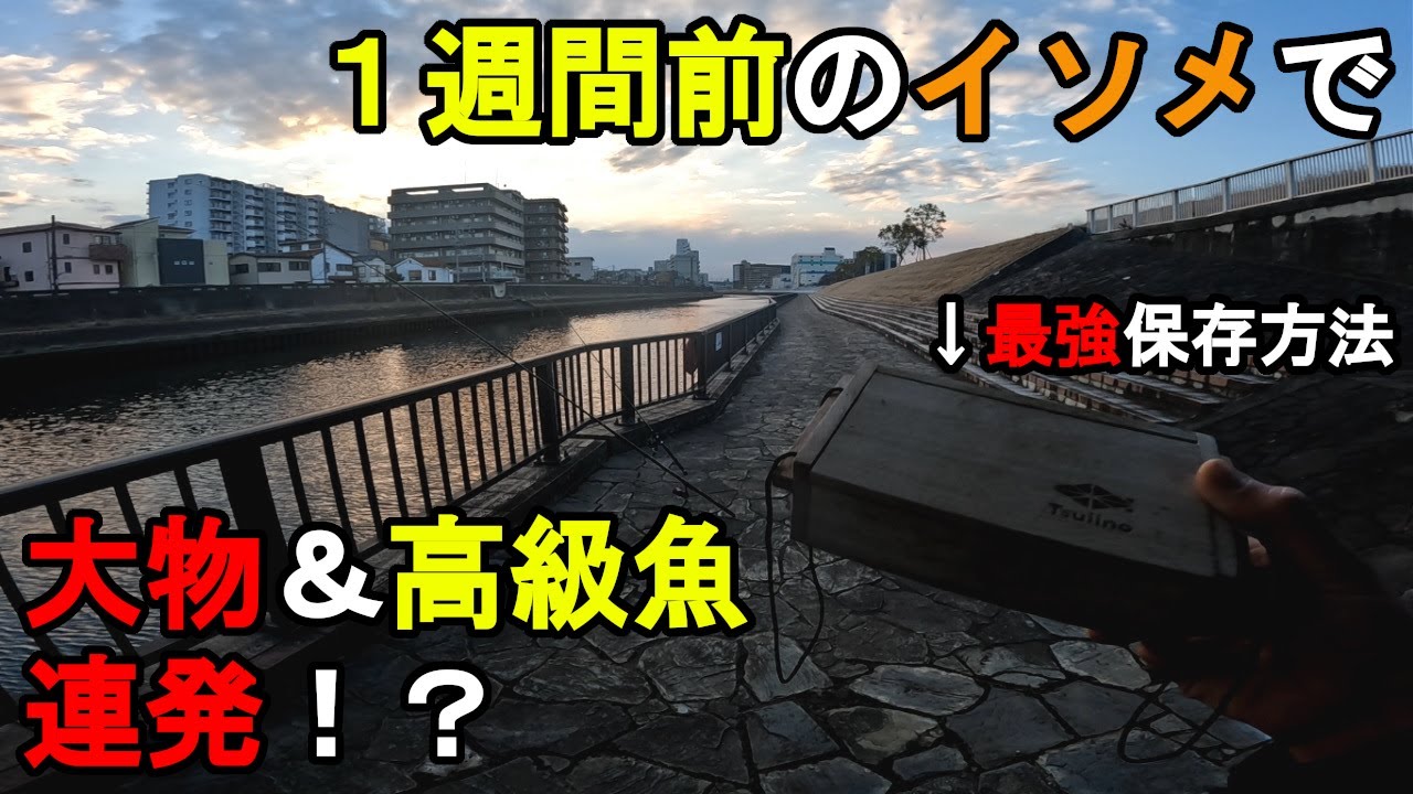 【東京都某所】１週間前のイソメで大物&高級魚が連発！？年明けの冬の厳寒期に、都内にある東京湾に面した河口や河川で、最新の保存方法で活かしておいたアオイソメを餌にして釣りしてみたら…！【2025年1月】