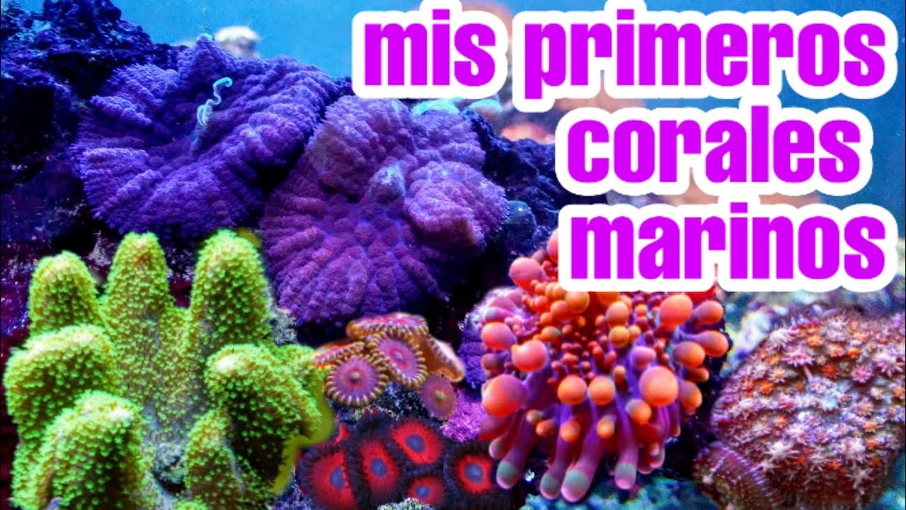 Mis primeros corales marinos