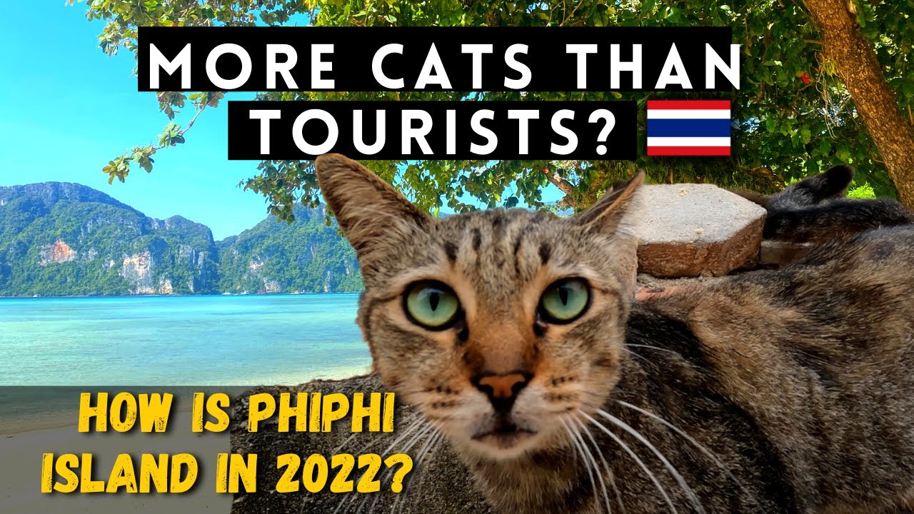 How is Koh Phi Phi Town in 2022? + Feeding lovely CATS #Thailand