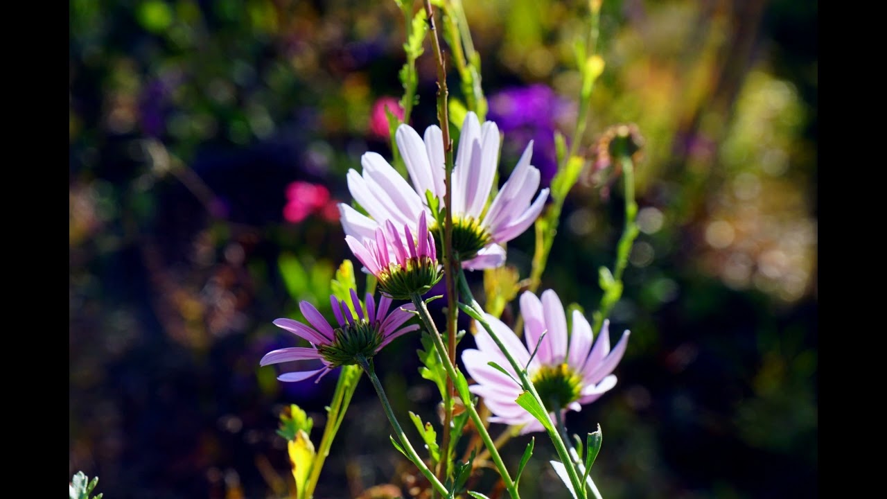 이수미 - 사랑의 의지