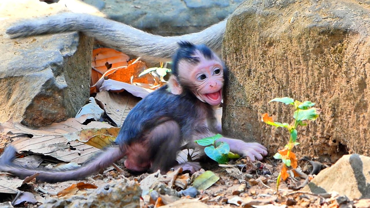 Primate monkey.../Little baby waiting his mum to return for milk.../Sweet life baby.../Nice clip