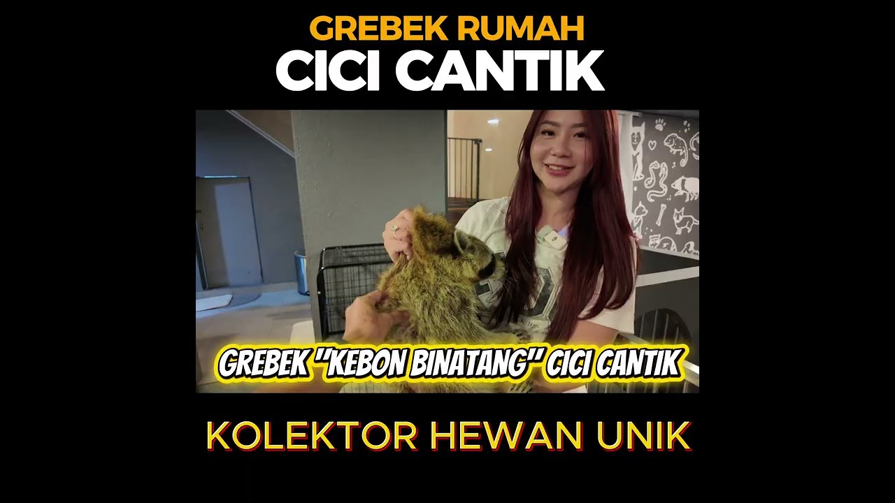 GREBEK RUMAH CICI CANTIK KOLEKTOR HEWAN UNIK