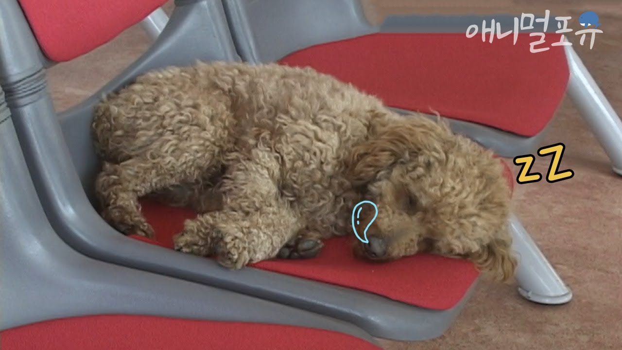 대합실에 매일 출근을 하는 강아지가 있는데... 문제가 하나 있다😴ㅣKBS 오천만의 일급비밀 070413 방송