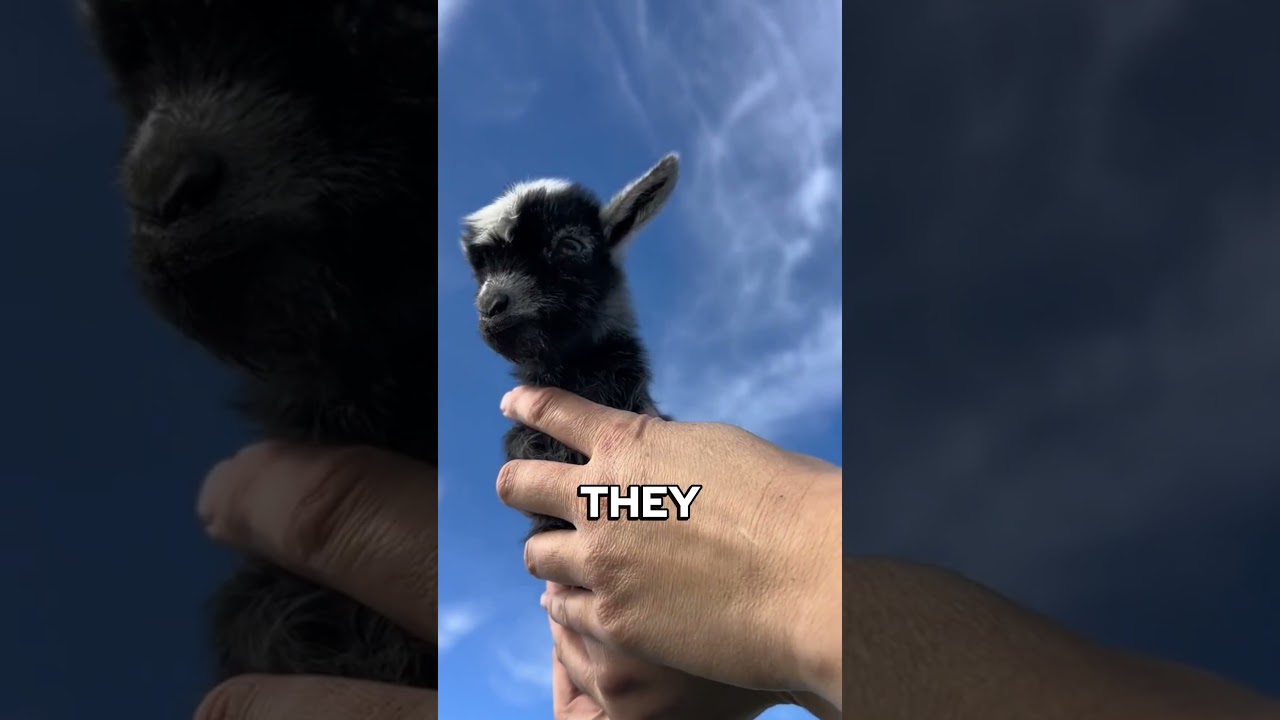 Pygmy Goats | Tiny But Full of Chaos 🐐