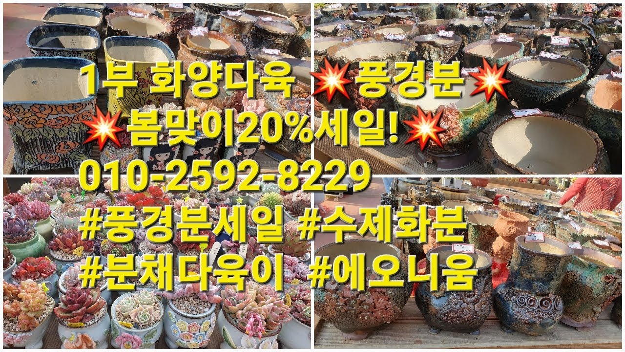 1부 화양다육 💥풍경분💥봄맞이20%세일!💥010-2592-8229 #풍경분세일 #수제화분 #분채다육이  #에오니움