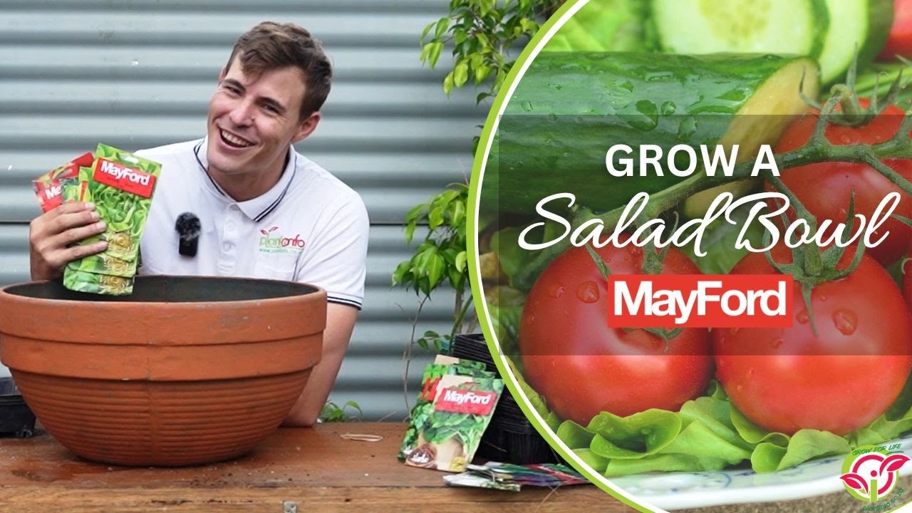 How to companion plant tomato, cucumber and lettuce for a Summer Salad Bowl
