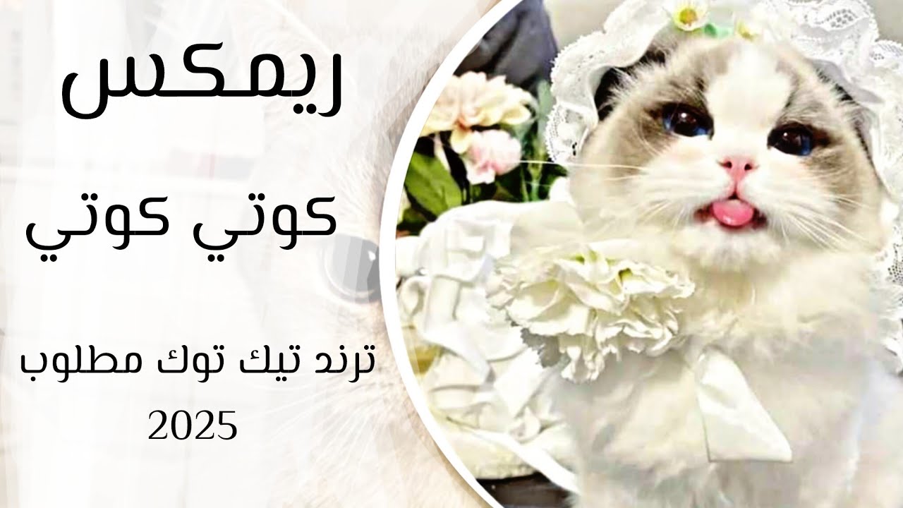 كوتي كوتي _ كوتي امور كوتي شطور || ريمكس كوتي كوتي || ترند تيك توك مطلوب اغاني 2025