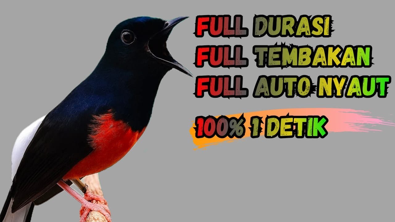 full GACOR !! PANCINGAN MURAI BATU GACOR PAGI & SORE SEKALI DENGAR MURAI BATU MACET PASTI NYAUT