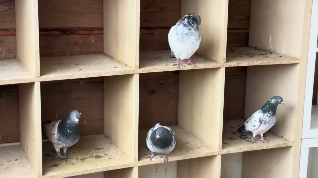 صورتلكم سوق الطيور و طبگات الارافل و التور 🕊️🕊️