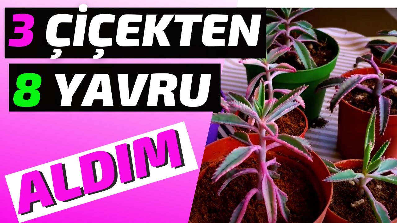 3 PEMBE AŞKIN GÖZYAŞI BİTKİMDEN🌸 8 YAVRU ALDIM🥰👏