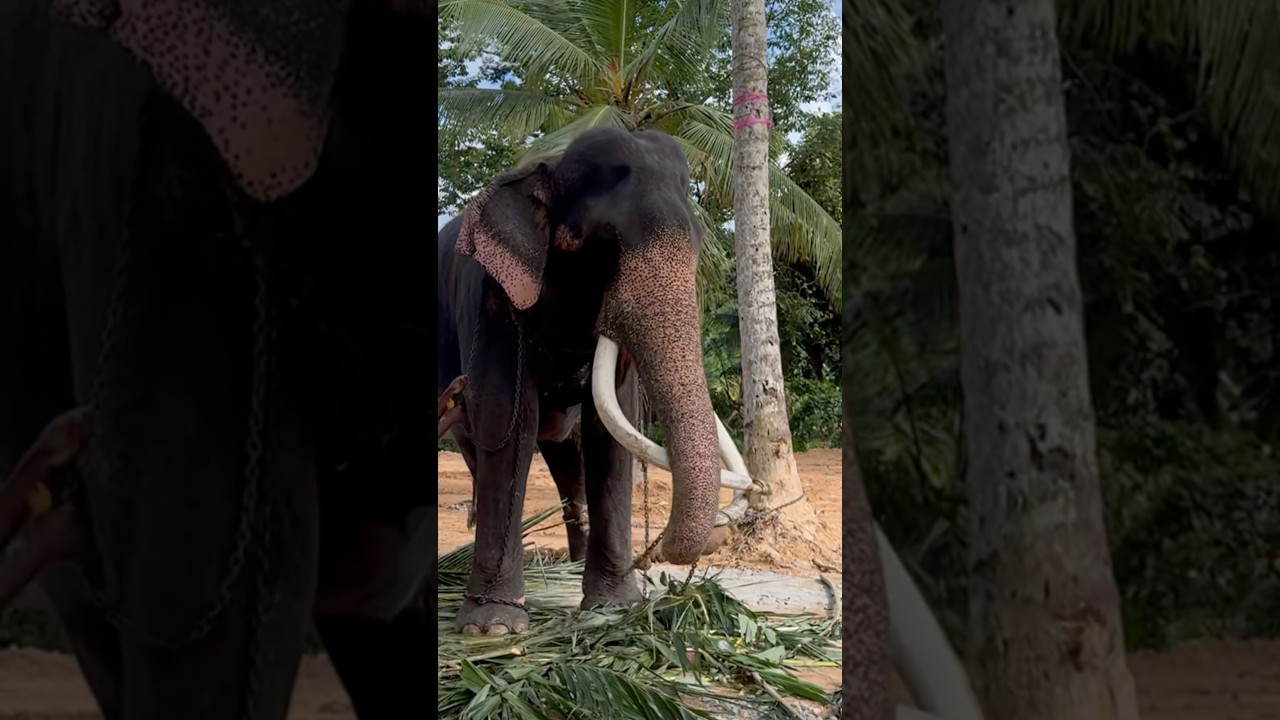 Kataragama wasana Elephant 🙏🐘❤️