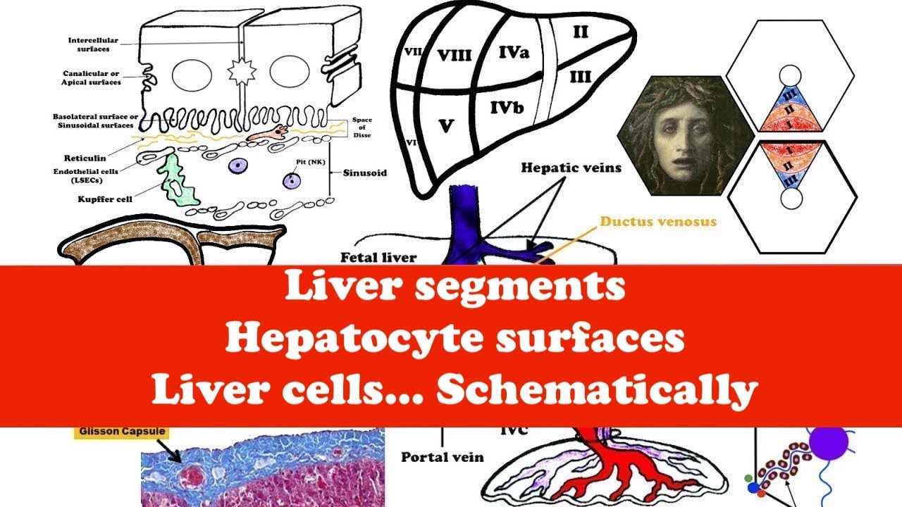 Liver Anatomy, The hepatic acinus, Hepatocyte surfaces, Liver cells, Bile Ducts and Ductules