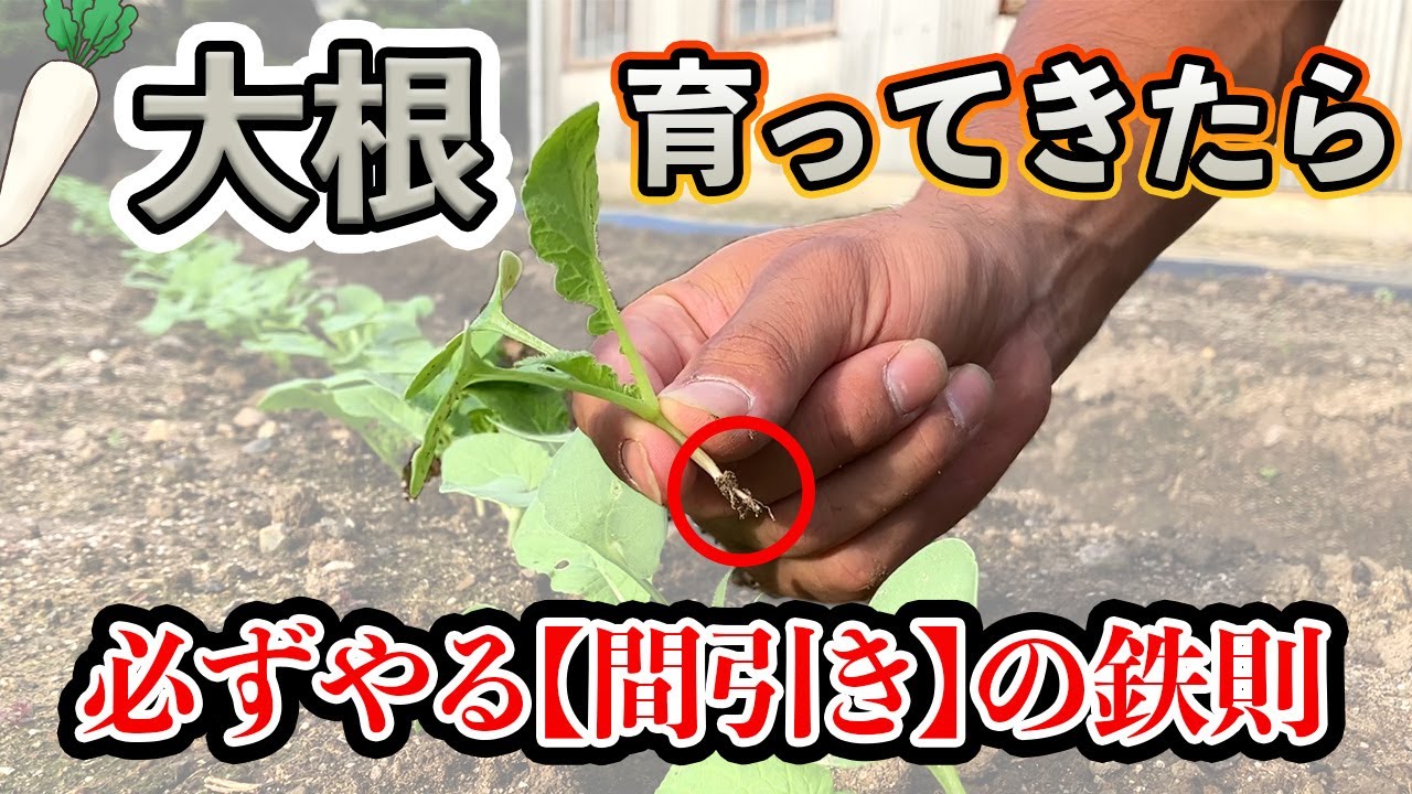 【大根】間引きの正しいタイミング！株間、育ってきた後にすること