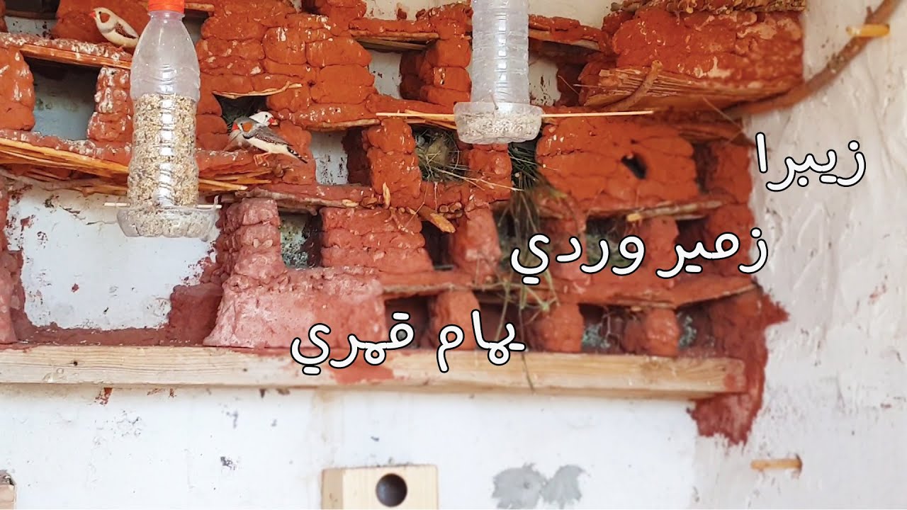 سلاكتي المتواضعة