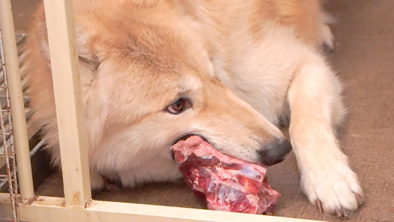 鹿の骨をバキバキ嚙み砕くオオカミ犬がすごかった