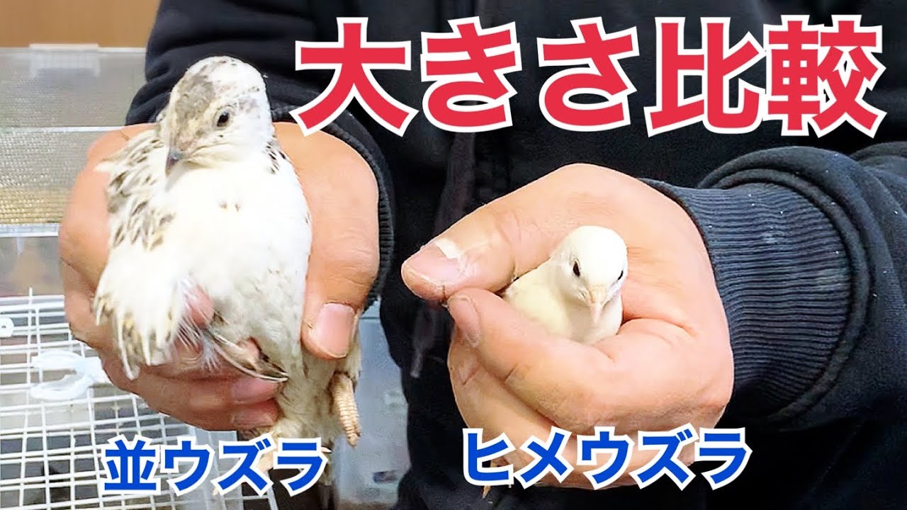 2種類のウズラの大きさを比較してみた！！【並ウズラ、ヒメウズラ 】