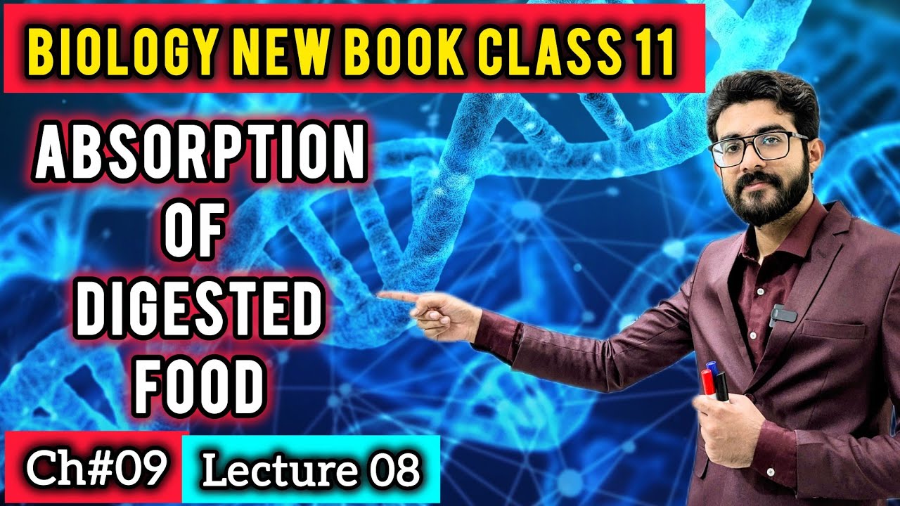Absorption of Digested Food & Water | Class 11 Biology New Book